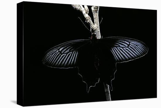 Pachliopta Sp. (Red-Bodied Swallowtail, Rose Butterfly)-Paul Starosta-Stretched Canvas