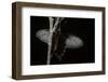 Pachliopta Sp. (Red-Bodied Swallowtail, Rose Butterfly)-Paul Starosta-Framed Photographic Print