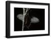 Pachliopta Sp. (Red-Bodied Swallowtail, Rose Butterfly)-Paul Starosta-Framed Photographic Print