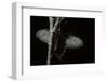 Pachliopta Sp. (Red-Bodied Swallowtail, Rose Butterfly)-Paul Starosta-Framed Photographic Print