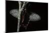Pachliopta Sp. (Red-Bodied Swallowtail, Rose Butterfly)-Paul Starosta-Mounted Photographic Print