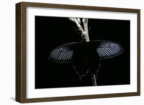 Pachliopta Sp. (Red-Bodied Swallowtail, Rose Butterfly)-Paul Starosta-Framed Photographic Print