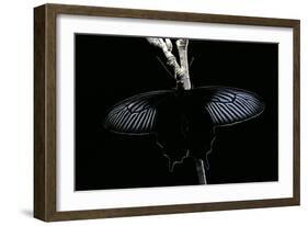 Pachliopta Sp. (Red-Bodied Swallowtail, Rose Butterfly)-Paul Starosta-Framed Photographic Print