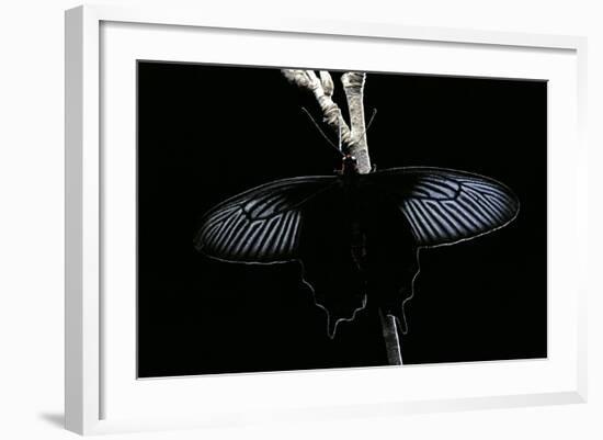 Pachliopta Sp. (Red-Bodied Swallowtail, Rose Butterfly)-Paul Starosta-Framed Photographic Print