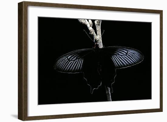 Pachliopta Sp. (Red-Bodied Swallowtail, Rose Butterfly)-Paul Starosta-Framed Photographic Print