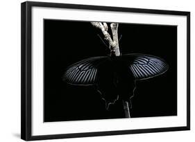 Pachliopta Sp. (Red-Bodied Swallowtail, Rose Butterfly)-Paul Starosta-Framed Photographic Print