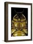 Pachnoda Sinuata (Garden Fruit Chafer) --Paul Starosta-Framed Photographic Print