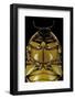 Pachnoda Sinuata (Garden Fruit Chafer) --Paul Starosta-Framed Photographic Print