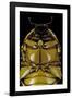 Pachnoda Sinuata (Garden Fruit Chafer) --Paul Starosta-Framed Photographic Print