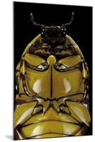 Pachnoda Sinuata (Garden Fruit Chafer) --Paul Starosta-Mounted Photographic Print