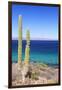 Pachycereus Pringlei-Rob Tilley-Framed Photographic Print