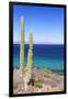 Pachycereus Pringlei-Rob Tilley-Framed Photographic Print