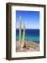 Pachycereus Pringlei-Rob Tilley-Framed Photographic Print