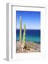 Pachycereus Pringlei-Rob Tilley-Framed Photographic Print