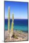 Pachycereus Pringlei-Rob Tilley-Mounted Photographic Print