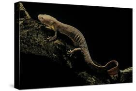 Pachyhynobius Schangchengensis (Shangcheng Stout Salamander)-Paul Starosta-Stretched Canvas