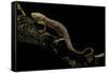 Pachyhynobius Schangchengensis (Shangcheng Stout Salamander)-Paul Starosta-Framed Stretched Canvas