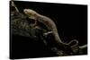 Pachyhynobius Schangchengensis (Shangcheng Stout Salamander)-Paul Starosta-Stretched Canvas