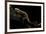 Pachyhynobius Schangchengensis (Shangcheng Stout Salamander)-Paul Starosta-Framed Photographic Print