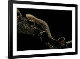 Pachyhynobius Schangchengensis (Shangcheng Stout Salamander)-Paul Starosta-Framed Photographic Print