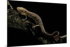 Pachyhynobius Schangchengensis (Shangcheng Stout Salamander)-Paul Starosta-Mounted Photographic Print