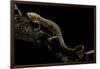 Pachyhynobius Schangchengensis (Shangcheng Stout Salamander)-Paul Starosta-Framed Photographic Print