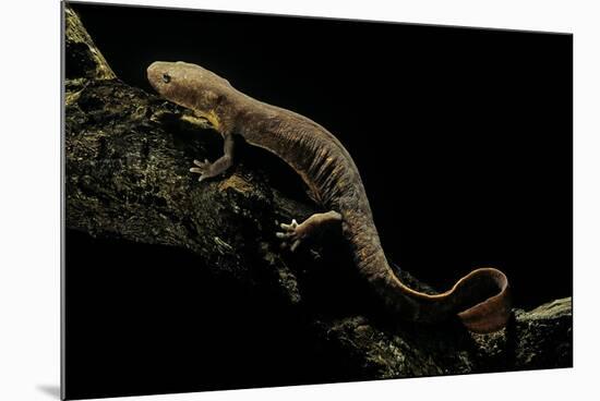 Pachyhynobius Schangchengensis (Shangcheng Stout Salamander)-Paul Starosta-Mounted Photographic Print