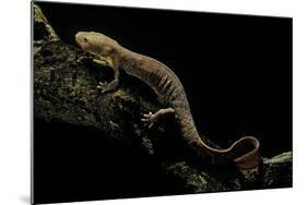 Pachyhynobius Schangchengensis (Shangcheng Stout Salamander)-Paul Starosta-Mounted Photographic Print