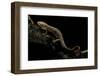 Pachyhynobius Schangchengensis (Shangcheng Stout Salamander)-Paul Starosta-Framed Photographic Print