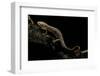 Pachyhynobius Schangchengensis (Shangcheng Stout Salamander)-Paul Starosta-Framed Photographic Print