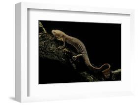 Pachyhynobius Schangchengensis (Shangcheng Stout Salamander)-Paul Starosta-Framed Photographic Print