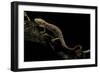 Pachyhynobius Schangchengensis (Shangcheng Stout Salamander)-Paul Starosta-Framed Photographic Print