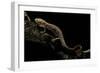 Pachyhynobius Schangchengensis (Shangcheng Stout Salamander)-Paul Starosta-Framed Photographic Print