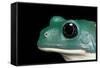 Pachymedusa Dacnicolor (Mexican Leaf Frog)-Paul Starosta-Framed Stretched Canvas