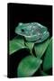 Pachymedusa Dacnicolor (Mexican Leaf Frog)-Paul Starosta-Stretched Canvas