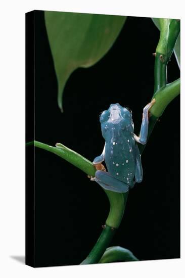 Pachymedusa Dacnicolor (Mexican Leaf Frog)-Paul Starosta-Stretched Canvas