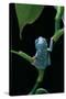 Pachymedusa Dacnicolor (Mexican Leaf Frog)-Paul Starosta-Stretched Canvas