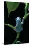 Pachymedusa Dacnicolor (Mexican Leaf Frog)-Paul Starosta-Stretched Canvas
