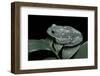 Pachymedusa Dacnicolor (Mexican Leaf Frog)-Paul Starosta-Framed Photographic Print