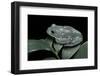 Pachymedusa Dacnicolor (Mexican Leaf Frog)-Paul Starosta-Framed Photographic Print