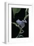 Pachymedusa Dacnicolor (Mexican Leaf Frog)-Paul Starosta-Framed Photographic Print