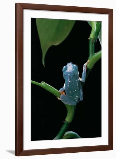 Pachymedusa Dacnicolor (Mexican Leaf Frog)-Paul Starosta-Framed Photographic Print