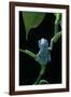 Pachymedusa Dacnicolor (Mexican Leaf Frog)-Paul Starosta-Framed Photographic Print