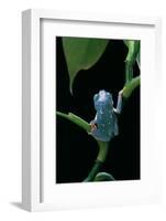 Pachymedusa Dacnicolor (Mexican Leaf Frog)-Paul Starosta-Framed Photographic Print