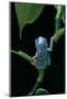 Pachymedusa Dacnicolor (Mexican Leaf Frog)-Paul Starosta-Mounted Photographic Print