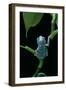 Pachymedusa Dacnicolor (Mexican Leaf Frog)-Paul Starosta-Framed Photographic Print