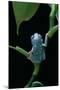 Pachymedusa Dacnicolor (Mexican Leaf Frog)-Paul Starosta-Mounted Photographic Print