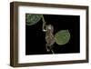 Pachymedusa Dacnicolor (Mexican Leaf Frog)-Paul Starosta-Framed Photographic Print