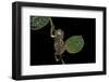 Pachymedusa Dacnicolor (Mexican Leaf Frog)-Paul Starosta-Framed Photographic Print