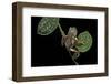 Pachymedusa Dacnicolor (Mexican Leaf Frog)-Paul Starosta-Framed Photographic Print